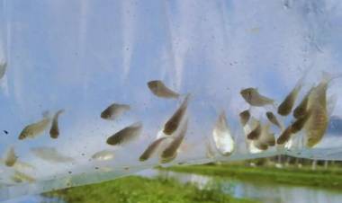 Invasión de mosquitos: proponen cultivar peces y camarones para controlar las poblaciones de estos insectos