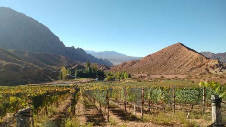 Massa anunció un "dólar vino" a partir de abril, para ayudar al sector vitivinícola