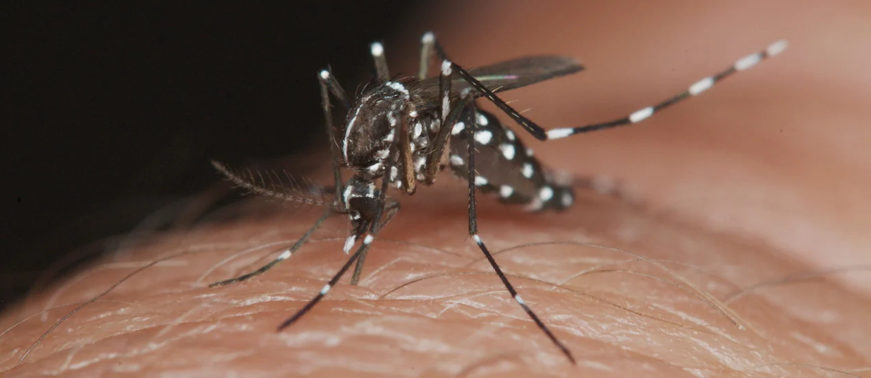 Hay 5.838 casos de dengue en Santa Fe y ya hay casos en todos los departamentos de la provincia