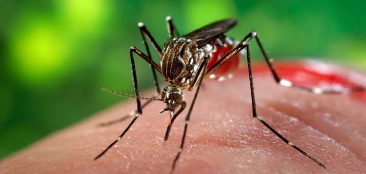 Primera muerte por dengue en la ciudad de Santa Fe