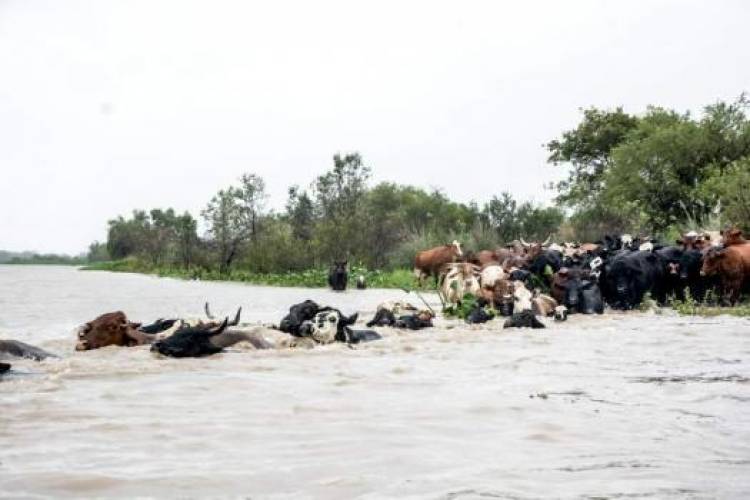 En Alejandra sigue el traslado del ganado de las islas ante la crecida del Paraná